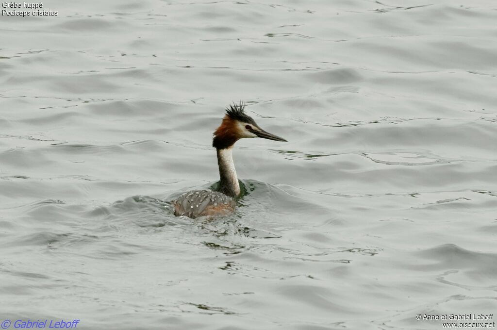 Great Crested Grebe