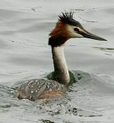 Great Crested Grebe