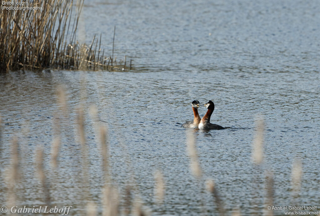 Red-necked Grebe 