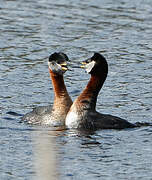 Red-necked Grebe