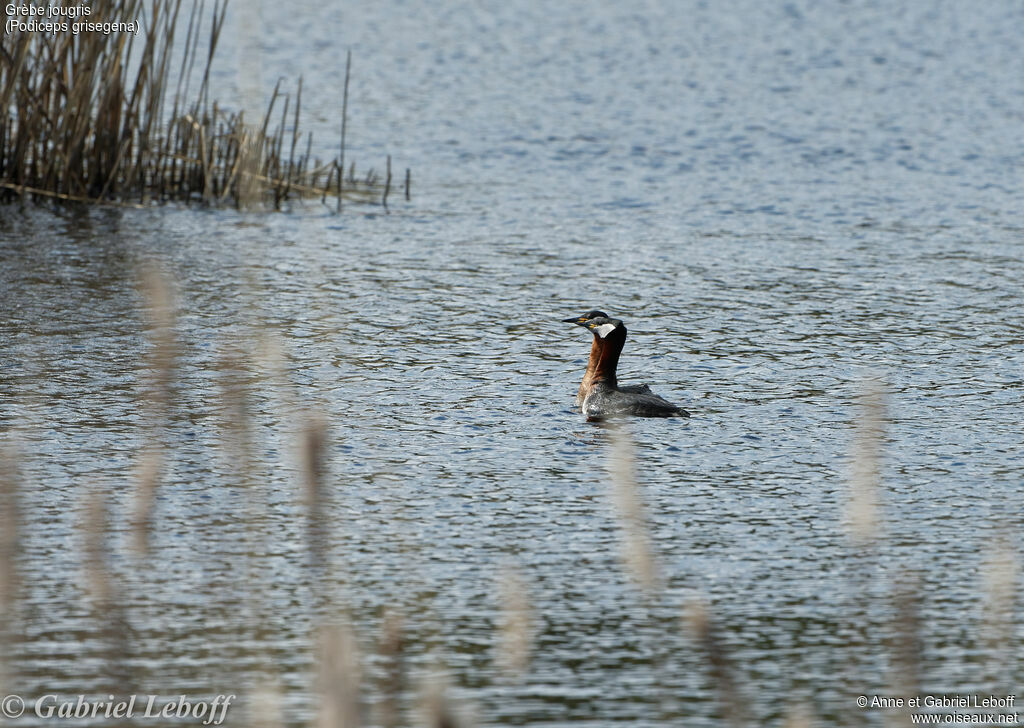 Red-necked Grebe 