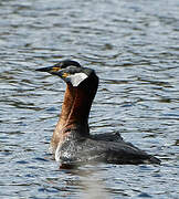 Red-necked Grebe