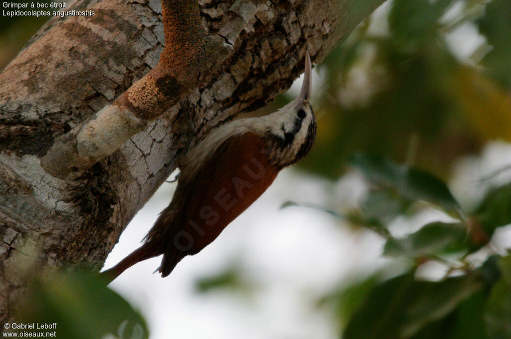 Narrow-billed Woodcreeper