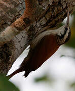 Narrow-billed Woodcreeper