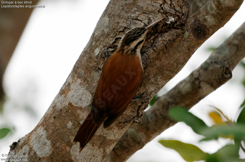 Narrow-billed Woodcreeper