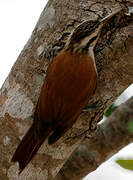 Narrow-billed Woodcreeper