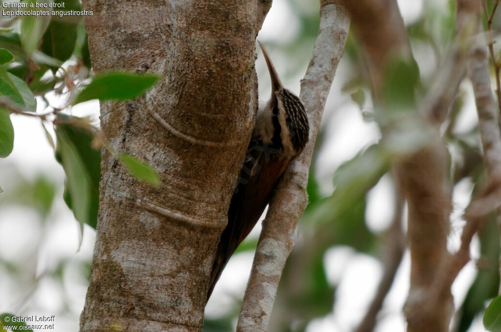 Narrow-billed Woodcreeper