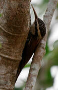 Narrow-billed Woodcreeper