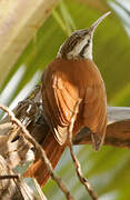 Narrow-billed Woodcreeper