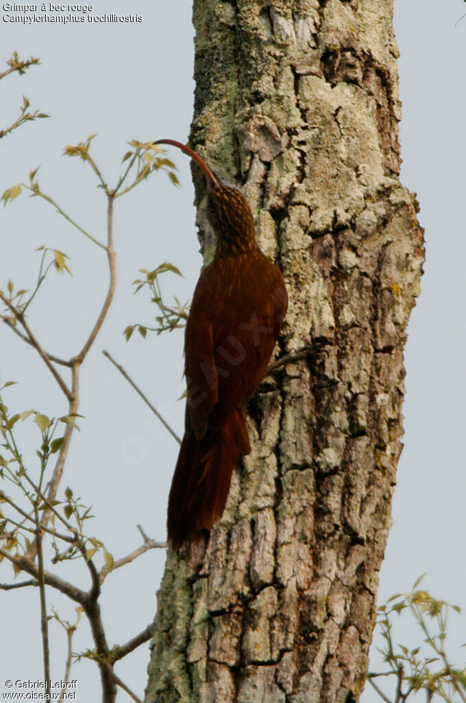 Red-billed Scythebill