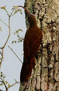 Red-billed Scythebill