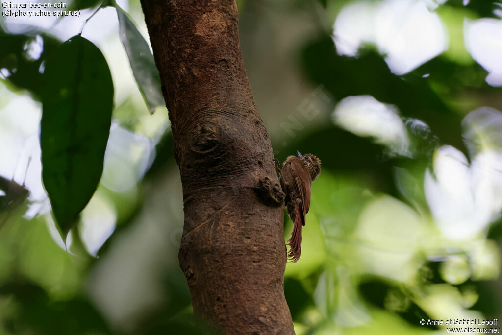 Wedge-billed Woodcreeper