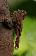 Wedge-billed Woodcreeper