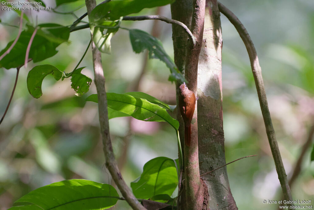 Wedge-billed Woodcreeper