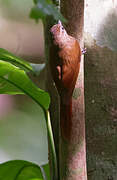 Wedge-billed Woodcreeper