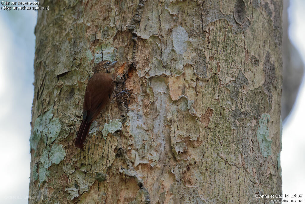 Wedge-billed Woodcreeper