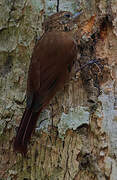 Wedge-billed Woodcreeper