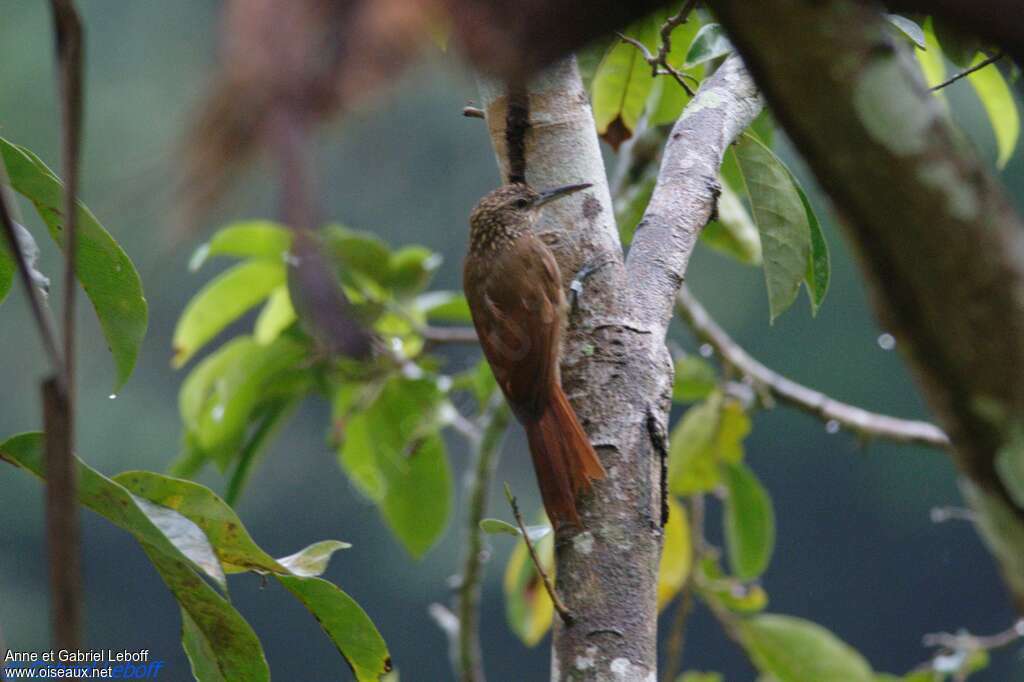 Cocoa Woodcreeper, pigmentation