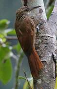 Cocoa Woodcreeper