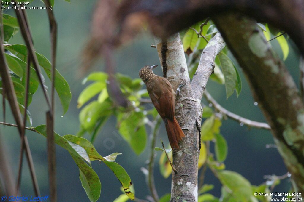 Cocoa Woodcreeper