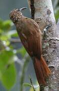 Cocoa Woodcreeper