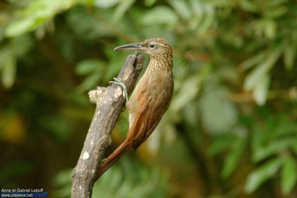 Cocoa Woodcreeperadult, identification