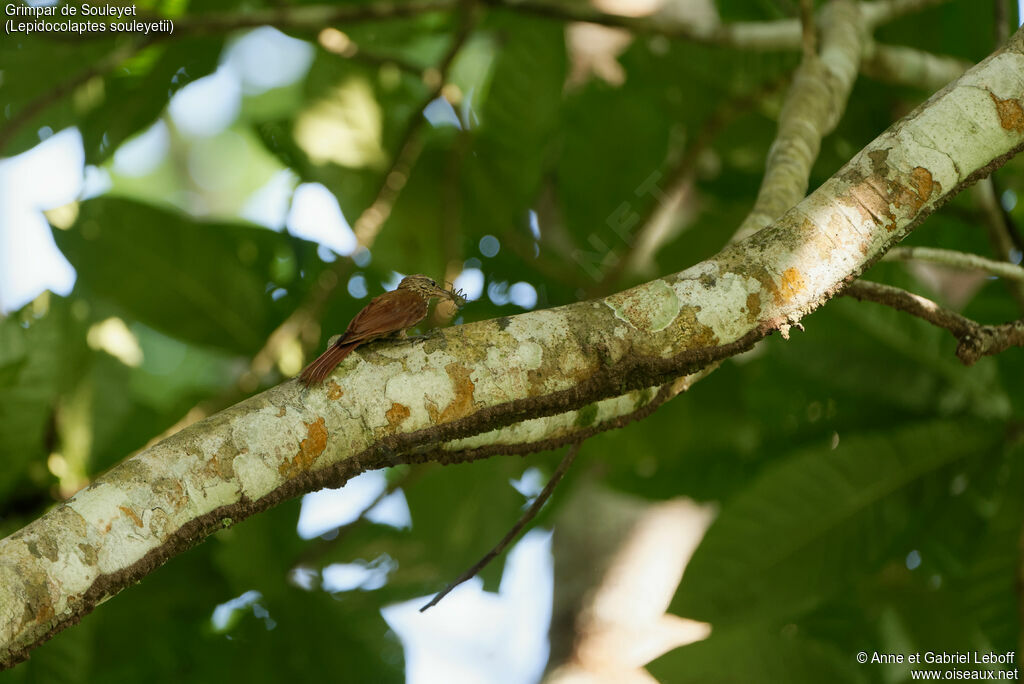 Streak-headed Woodcreeper