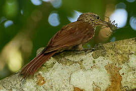 Streak-headed Woodcreeper