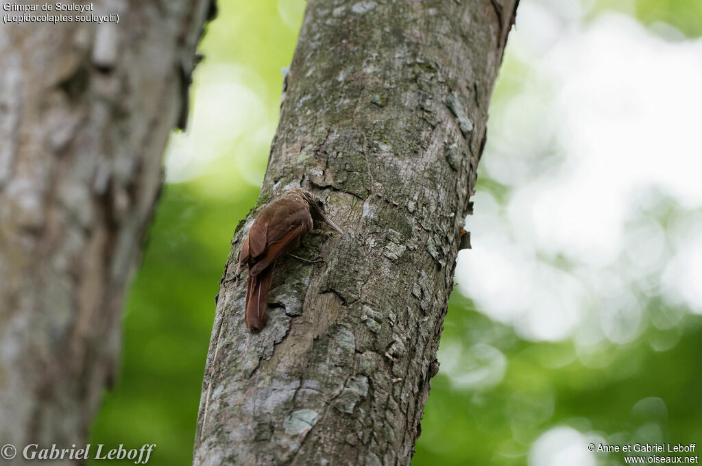 Streak-headed Woodcreeper