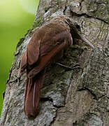 Streak-headed Woodcreeper