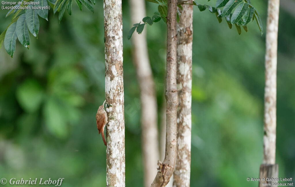 Streak-headed Woodcreeper