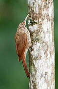 Streak-headed Woodcreeper