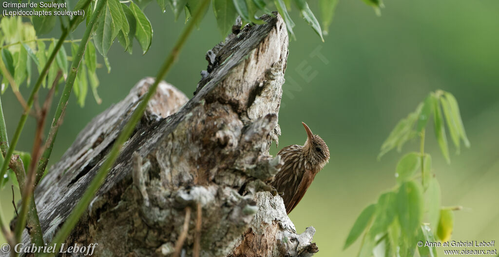 Streak-headed Woodcreeper