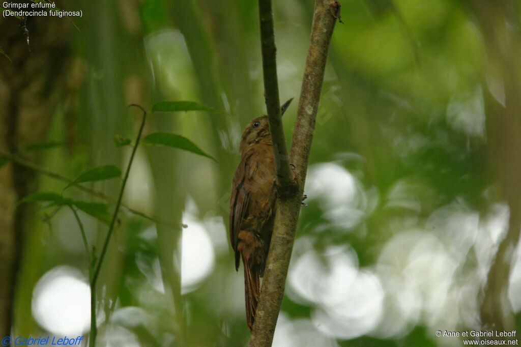 Plain-brown Woodcreeper