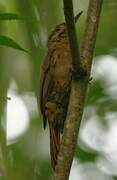 Plain-brown Woodcreeper