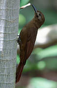 Plain-brown Woodcreeper