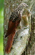 Black-striped Woodcreeper