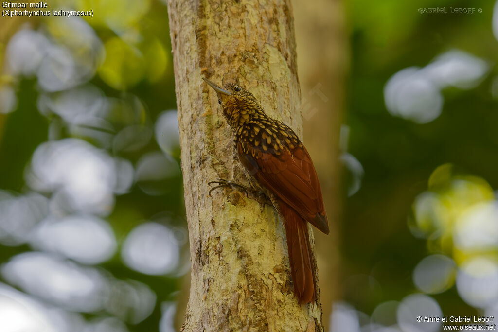 Black-striped Woodcreeper