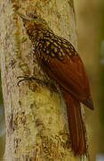 Black-striped Woodcreeper