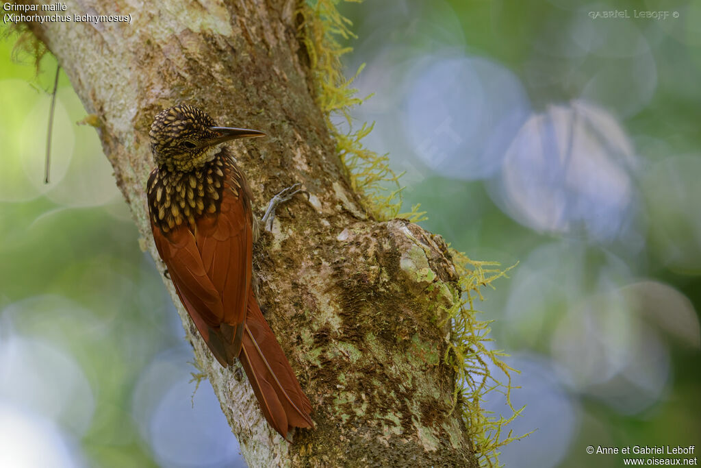 Black-striped Woodcreeper