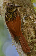 Black-striped Woodcreeper