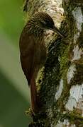 Spotted Woodcreeper