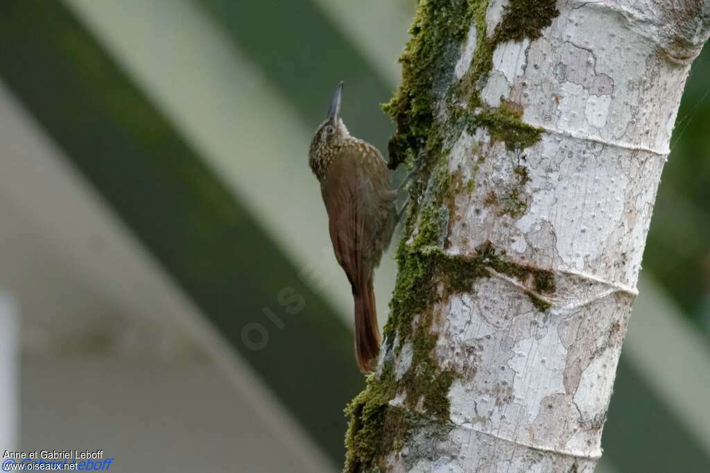 Grimpar tachetéadulte, identification