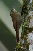 Spotted Woodcreeper