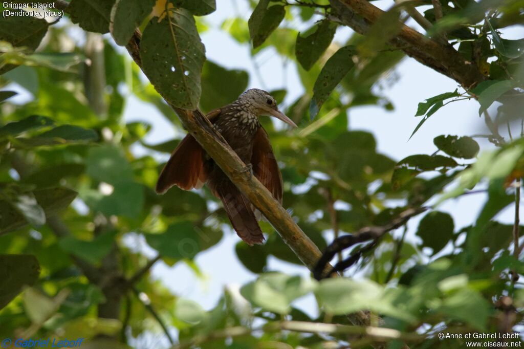 Straight-billed Woodcreeperadult