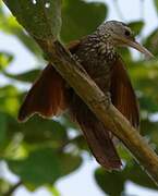 Straight-billed Woodcreeper