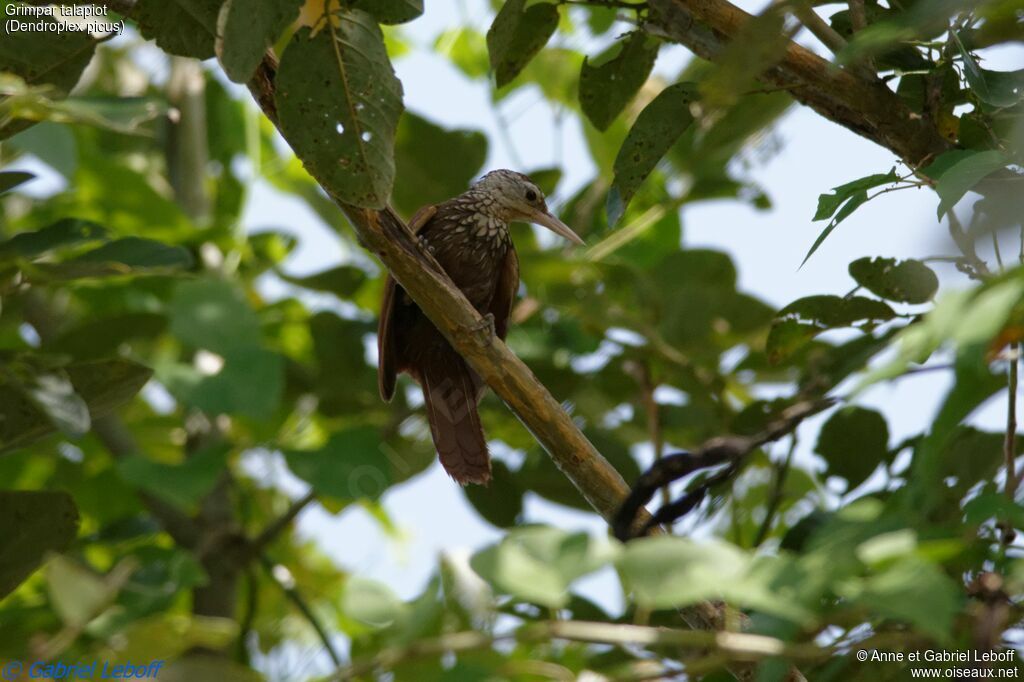 Straight-billed Woodcreeperadult