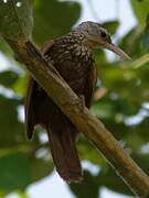 Straight-billed Woodcreeper