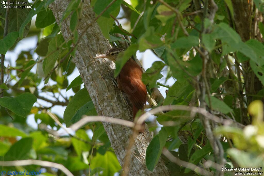 Straight-billed Woodcreeperadult