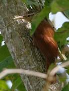 Straight-billed Woodcreeper